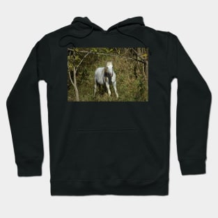 Wild Horse Stallion Hoodie